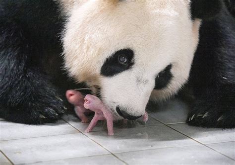 Foto de Fu Bao, la panda bebé, interactuando con su cuidador