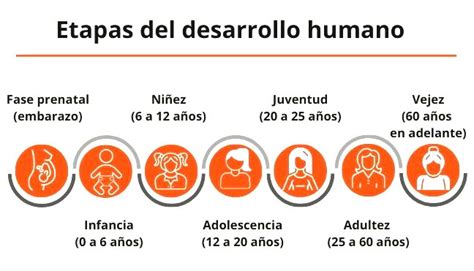 Esquema de las etapas del desarrollo humano con rangos de edad