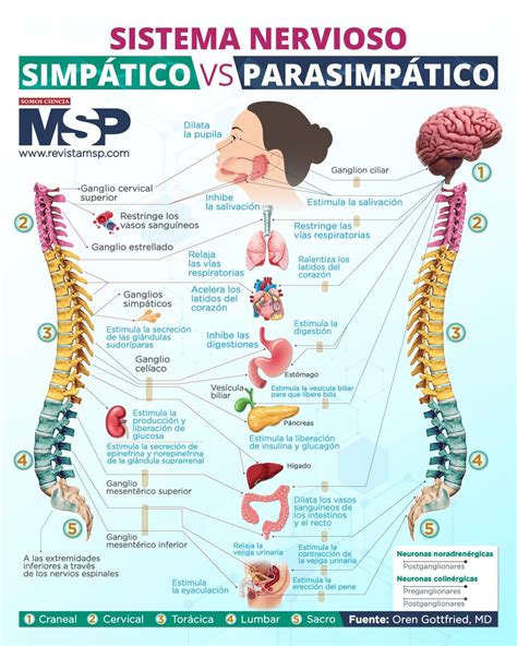 Infografía detallada del sistema nervioso autónomo, destacando las divisiones simpática y parasimpática y sus funciones.