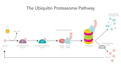 esquema simplificado del proceso de ubiquitinación y el rol de la ligasa E3 HUWE1