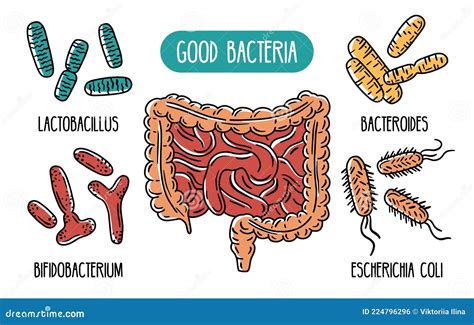 Ilustración del intestino humano con bacterias beneficiosas (probióticos) y perjudiciales.