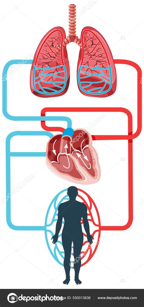 Diagrama: cerebro y flujo sanguíneo/oxígeno