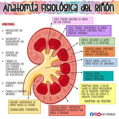 Esquema de un riñón humano mostrando la enfermedad renal