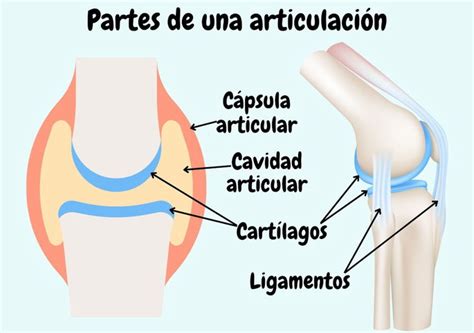 Esquema de la anatomía de una articulación