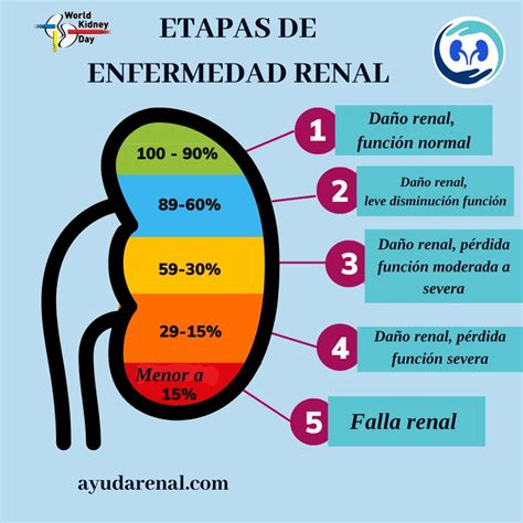 Diagrama mostrando la progresión de la enfermedad renal crónica por estadios