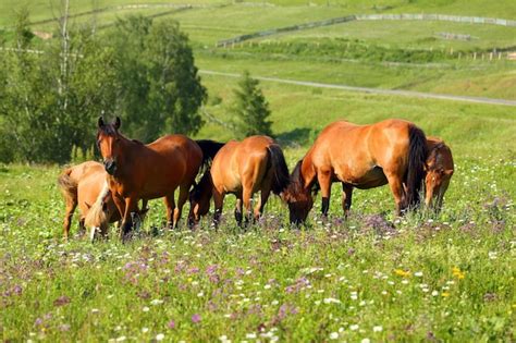 Caballos en un prado con un cuidador observándolos