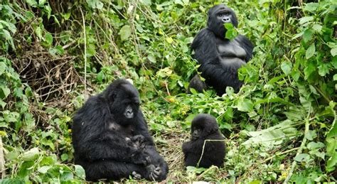 Foto de un guardabosque del Parque Virunga