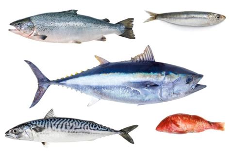 Foto de una variedad de pescados azules frescos