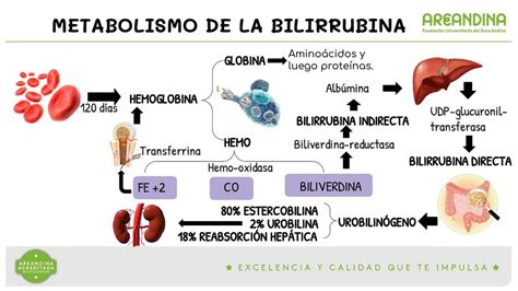 Esquema del metabolismo de la bilirrubina y su eliminación