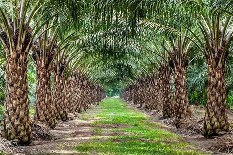 Búfalos trabajando en campos de palma africana o subiendo una cuesta empinada, ilustrando 