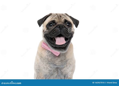 Foto de un pug jadeando o sacando la lengua, mostrando dificultad para respirar