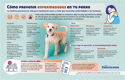Infografía sobre los problemas de salud más comunes en perros braquicéfalos como el pug