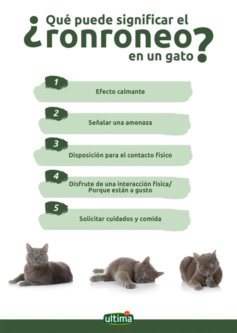 Infografía: Efectos del ronroneo del gato en la salud humana