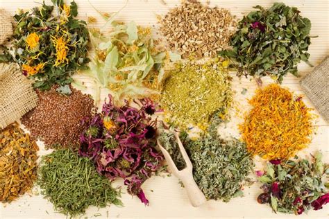Imagen de hierbas o plantas medicinales usadas en curaciones tradicionales