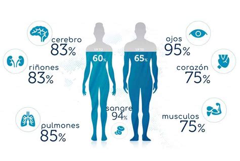 Infografía sobre la reducción del porcentaje de agua en el cuerpo humano con la edad