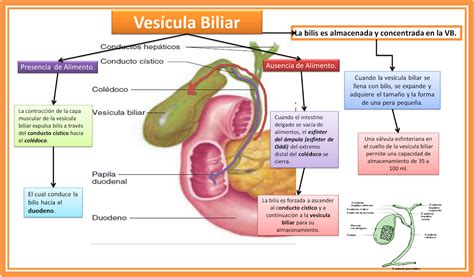 Diagrama de las vías biliares y la vesícula biliar