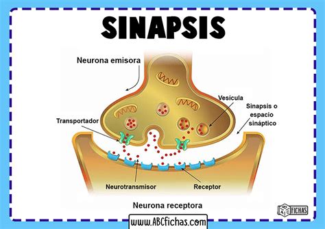 Esquema de sinapsis neuronal con neurotransmisores y receptores