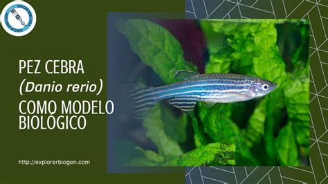 Fotografía de un pez cebra (Danio rerio) en un laboratorio