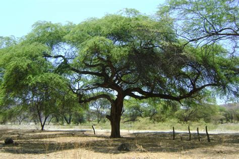 Foto de un algarrobo imponente en el bosque seco de Piura, Perú