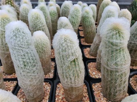 Foto de cerca de la Espostoa lanata mostrando sus densos pelos blancos