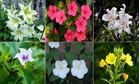 Foto de las flores nocturnas de Espostoa lanata