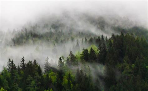 Bosque misterioso al amanecer con neblina