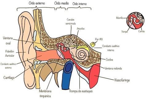 Esquema de un oído con la explicación de la pérdida auditiva