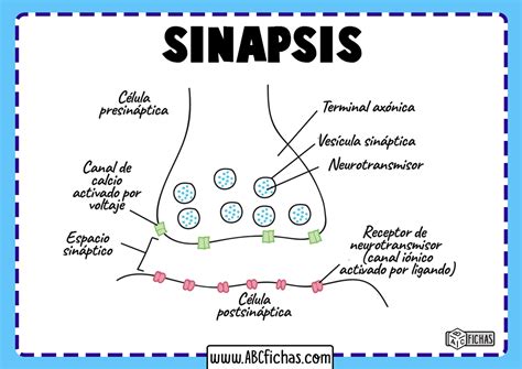 Diagrama explicativo de la acción de los antidepresivos en el cerebro, mostrando la sinapsis y la recaptación de serotonina.