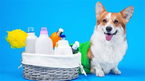 Cuidados de higiene para perros con pañales