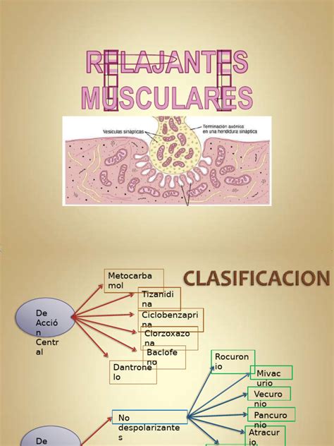 Esquema de la acción de los relajantes musculares en el cuerpo