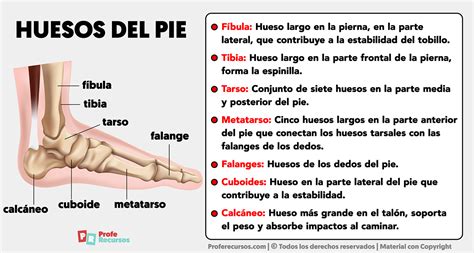 Esquema de las partes del pie y cómo se ajustan a un zapato adecuado