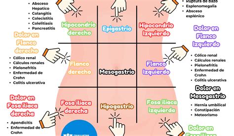 Esquema de las principales zonas del abdomen para identificar la localización del dolor