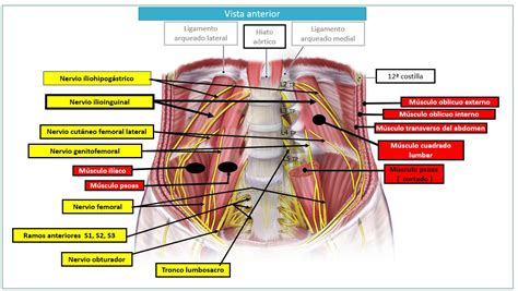 Diagrama anatómico de los nervios de la pared abdominal inferior y el área suprapúbica