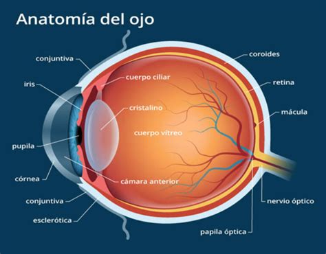 Esquema anatómico del ojo humano y la piel periorbital