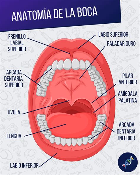 Esquema de la anatomía de la boca y los dientes