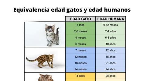 Tabla de equivalencia de edad felina a humana