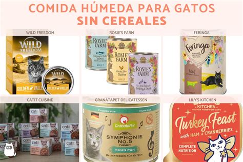 Comida húmeda de calidad para gatos en un bol de porcelana