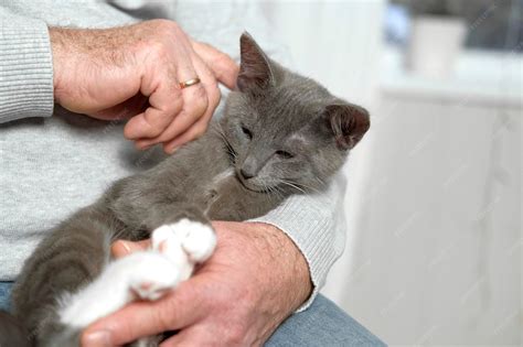 Una persona mayor acariciando un gato anciano en su regazo