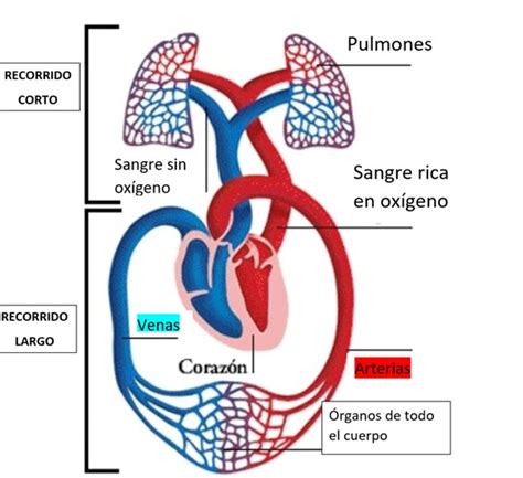 Gráfico explicativo de la circulación sanguínea y la presión arterial en las arterias.