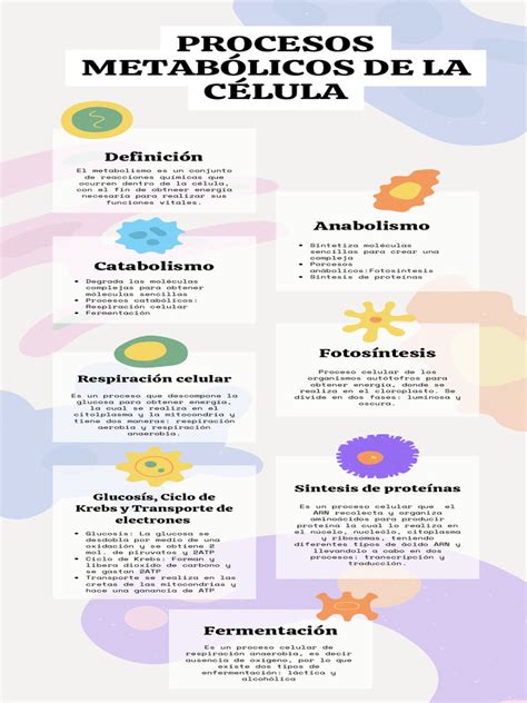 Gráfico simple de procesos metabólicos y su impacto en la función cerebral