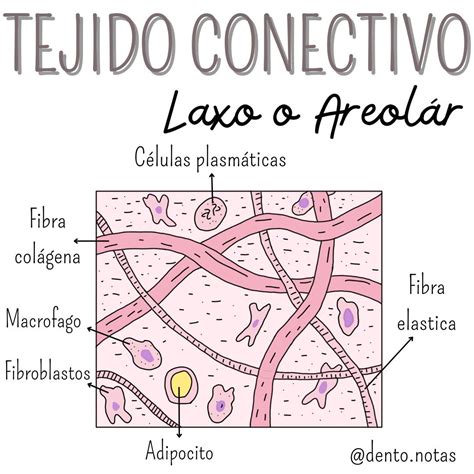 Esquema de la estructura del tejido conectivo y cómo la fibrilina se integra en él