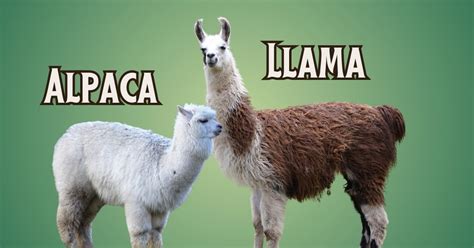 Infografía sobre el proceso de entrenamiento de llamas y alpacas para terapia