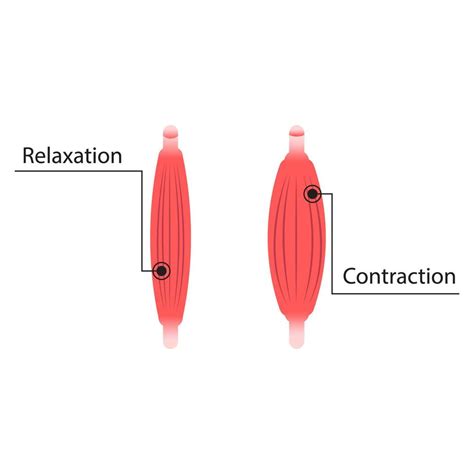 Esquema mostrando un músculo contraído y uno relajado, con un enfoque en las fibras musculares y la acumulación de metabolitos.