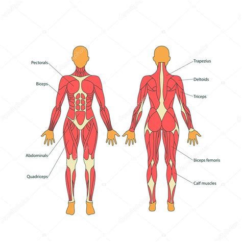 Ilustración de la anatomía muscular del cuerpo humano, señalando las zonas más comunes de contracturas: cuello, hombros, trapecio, espalda baja y piernas.