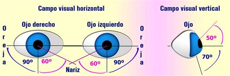 Ilustración que muestra diferentes grados de agudeza visual y campo visual, comparando la visión normal con diversas formas de discapacidad visual.