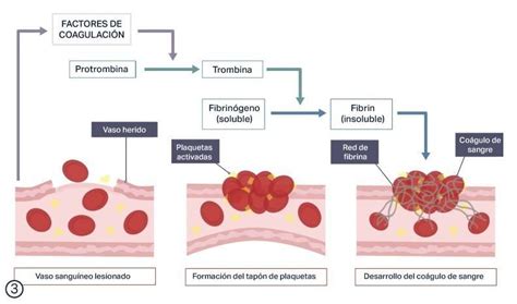 Esquema del proceso de coagulación sanguínea y los factores implicados