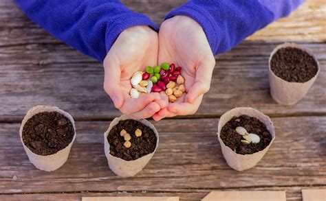 Niños con discapacidad intelectual participando en una actividad de jardinería, plantando semillas