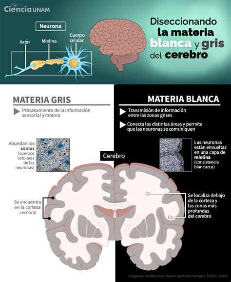 Diagrama de daño isquémico en la sustancia blanca cerebral