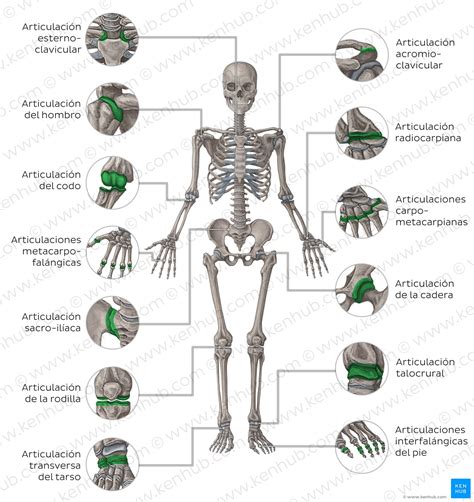 Esquema de las estructuras del sistema musculoesquelético (huesos, articulaciones, músculos)