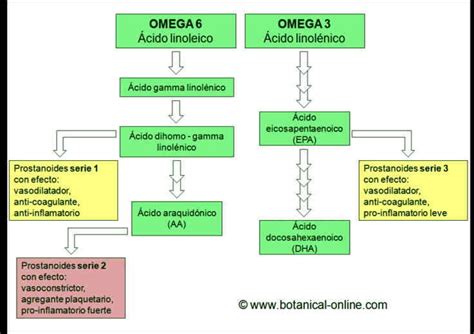 Esquema de las grasas omega 3 y omega 6 y sus efectos en el cuerpo